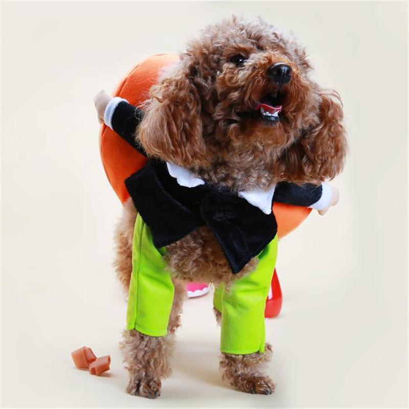Husdjurs hund Pumpa Halloween -Dräkt