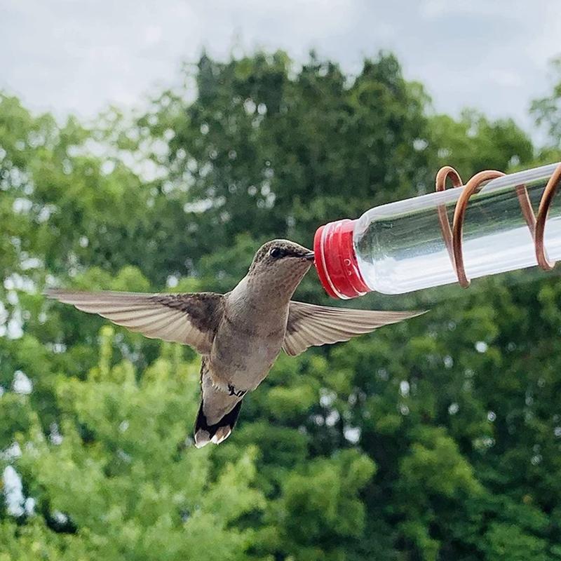 Fönster Hummingbird Feeder