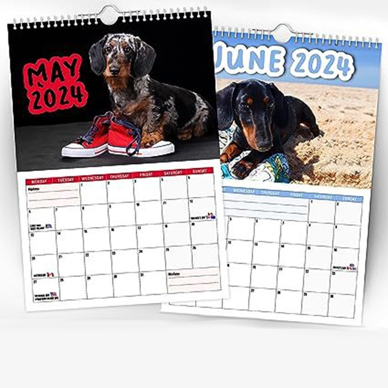 Cheeky Dachshunds - 2024 Väggkalender